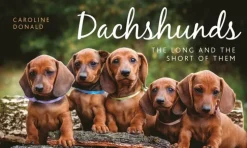 Dachshunds