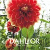 Dahlior