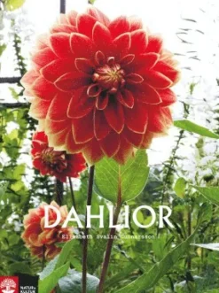 Dahlior