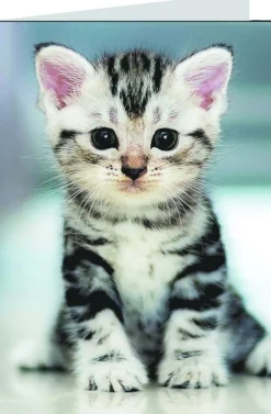 Gratulationskort med kuvert - Söt katt