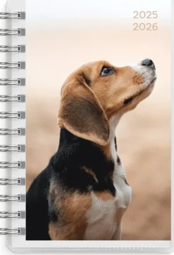 Kalender 2025-2026 Compact Pets