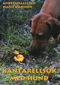 Kantarellsök med hund