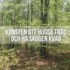 Konsten att hugga träd och ha skogen kvar