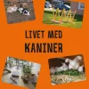 Livet med kaniner