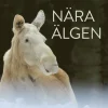 Nära älgen