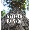 Nyfiken på skog
