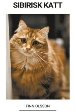 Sibirisk Katt