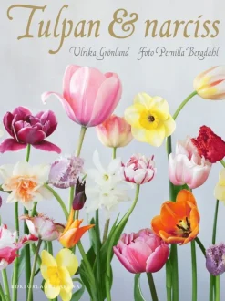Tulpan & narciss