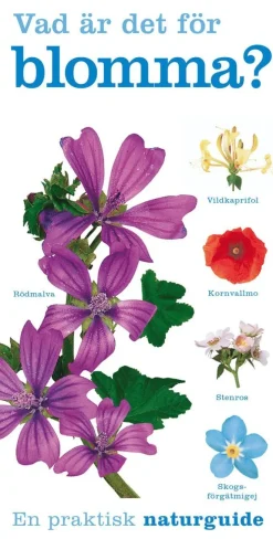 Vad är det för blomma?