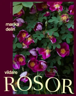 Vildare rosor