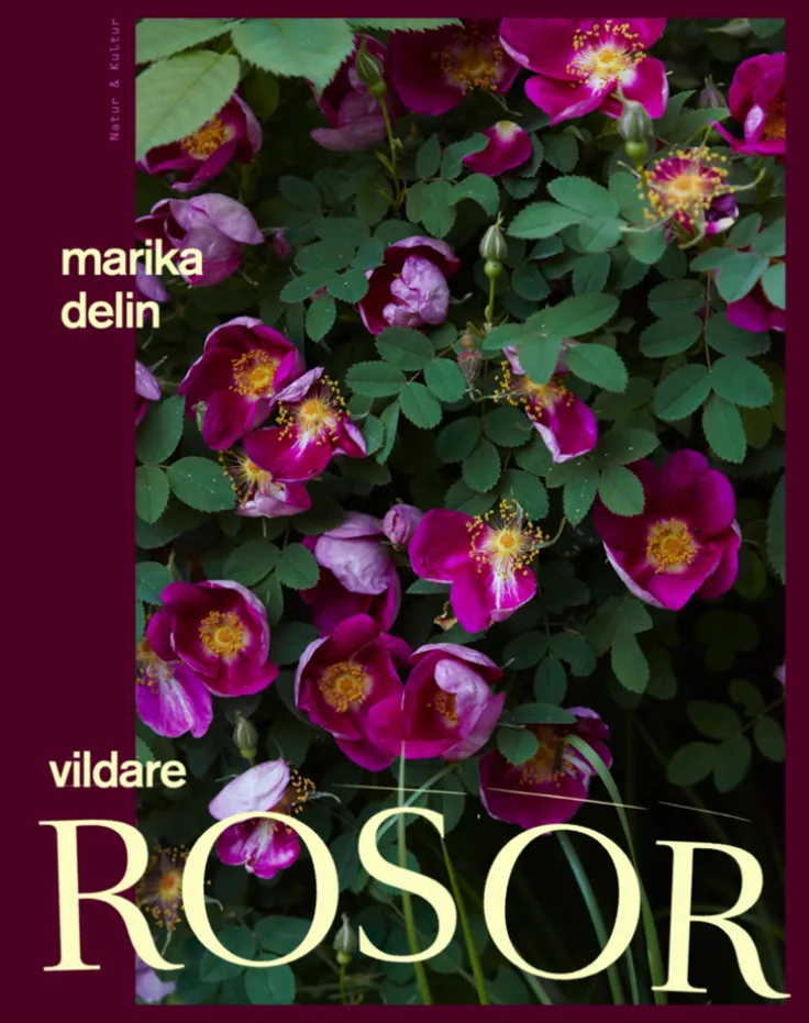 Vildare rosor